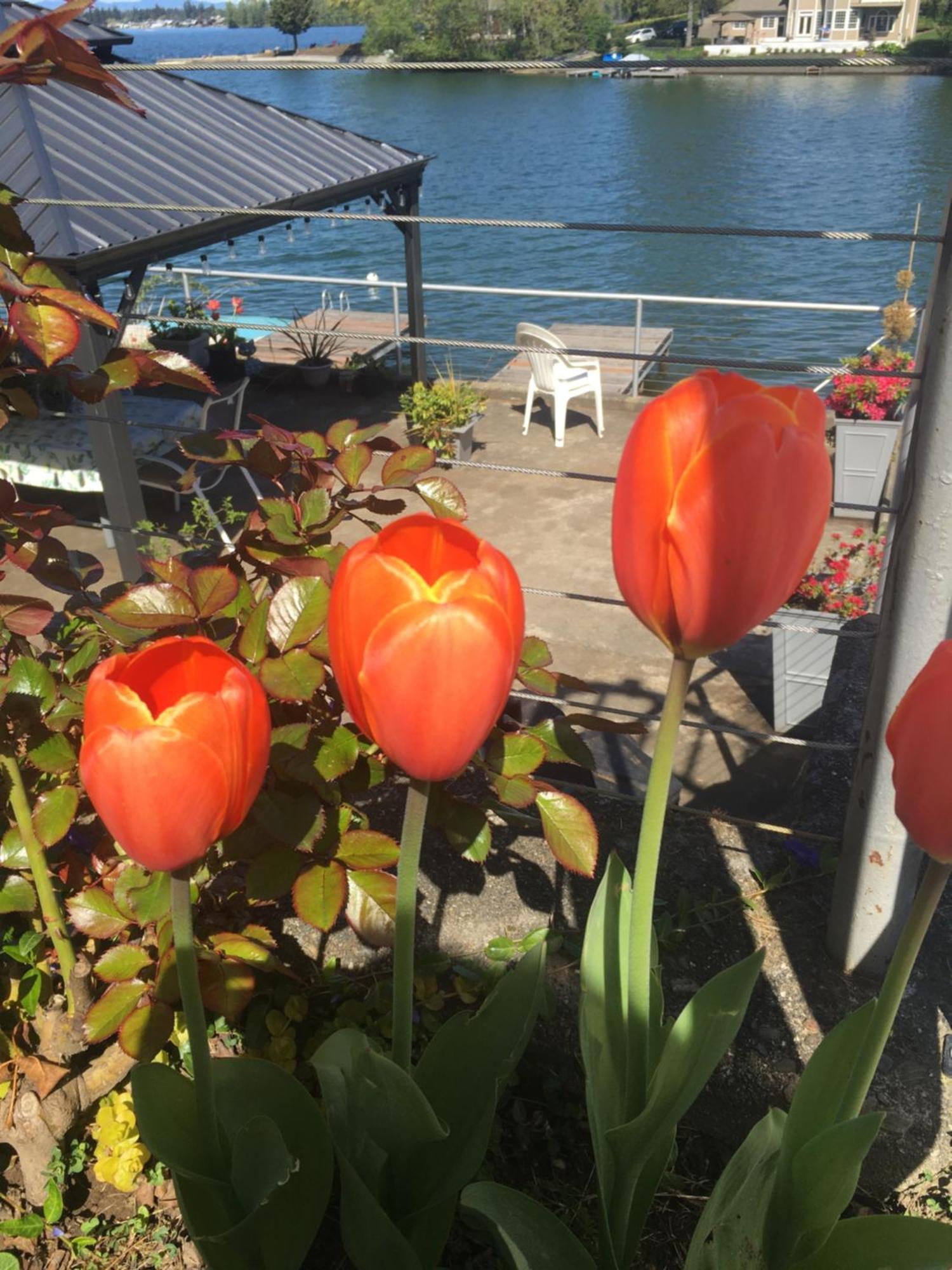 Lakefront Retreat House Sumner エクステリア 写真