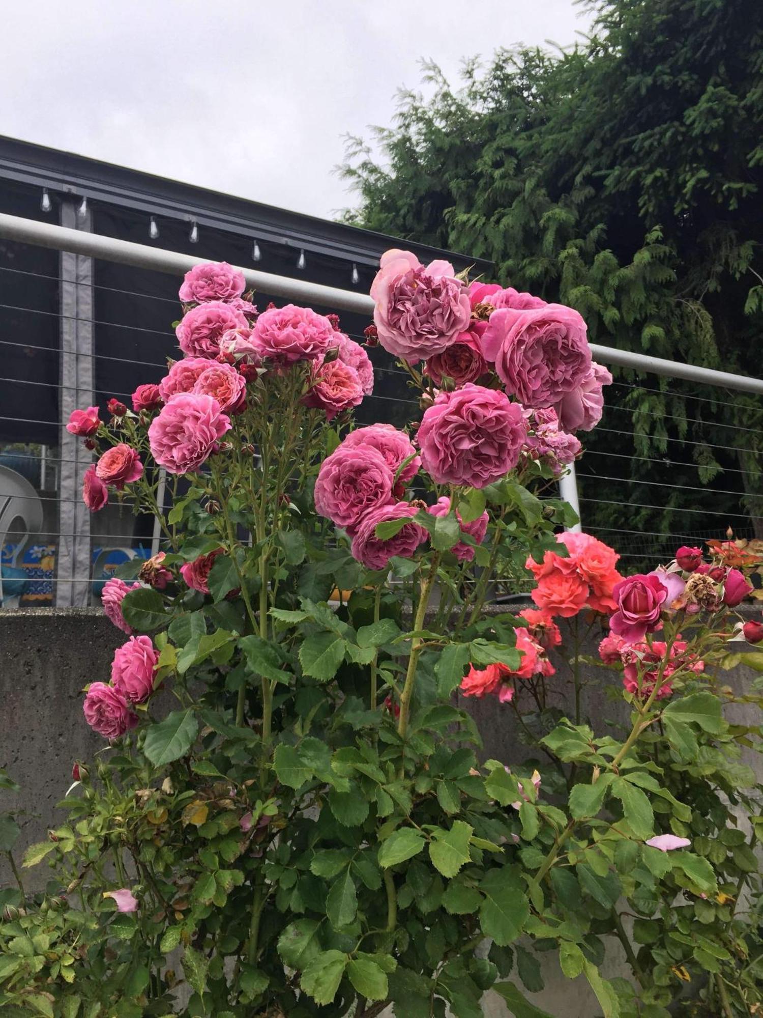 Lakefront Retreat House Sumner エクステリア 写真
